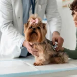 Cómo funciona un seguro para mascotas en Colombia